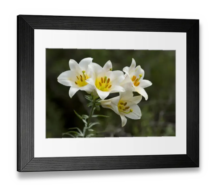 Framed Print : Regal lily (Lilium regale) with Crab spider (Thomisidae sp) waiting to predate insects Framed Print : Regal lily (Lilium regale) with Crab spider (Thomisidae sp) waiting to predate insects