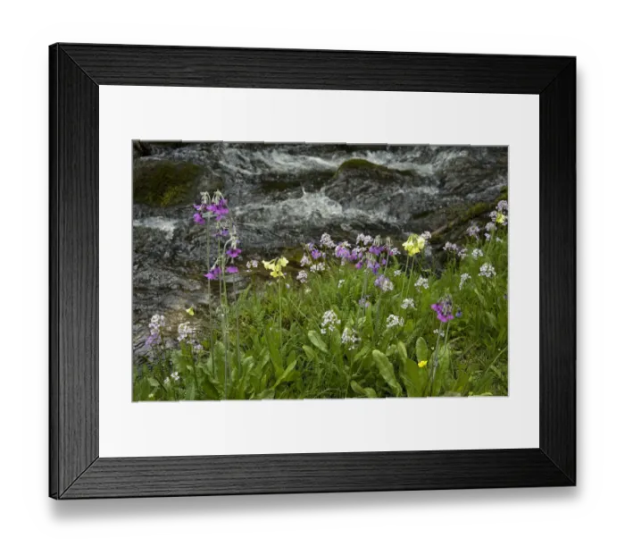 Framed Print : Primula (Primula sikkimensis), Himalayan cowslip (Primula secundiflora) and Crucifer Framed Print : Primula (Primula sikkimensis), Himalayan cowslip (Primula secundiflora) and Crucifer