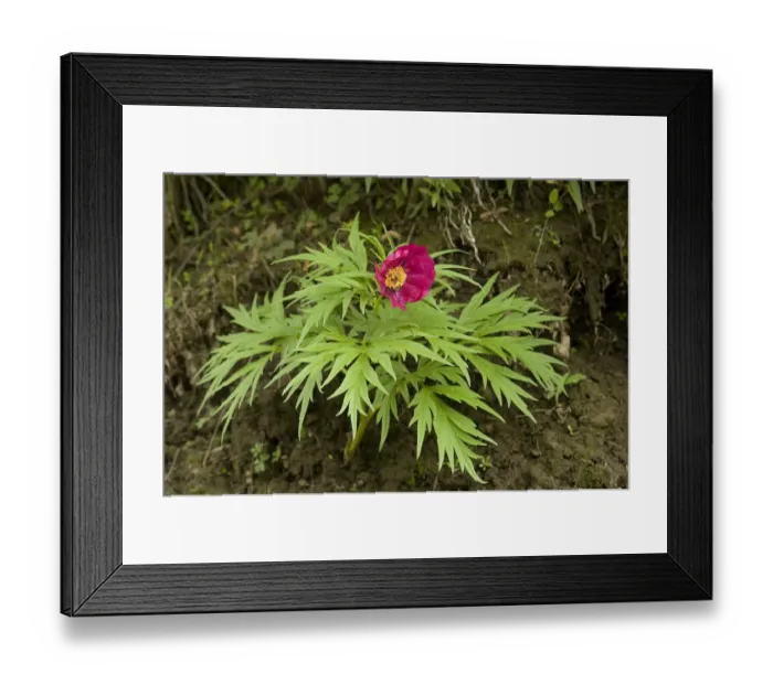 Framed Print : Flies feeding in Veitchs peony (Paeonia veitchii). Near Bamei, Sichuan Province, China Framed Print : Flies feeding in Veitchs peony (Paeonia veitchii). Near Bamei, Sichuan Province, China