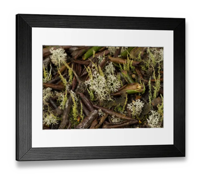 Framed Print : Lichens on leaf litter beneath Rhododendron (Rhododendron phaeochrysum) tree. Kangding Cuo Framed Print : Lichens on leaf litter beneath Rhododendron (Rhododendron phaeochrysum) tree. Kangding Cuo