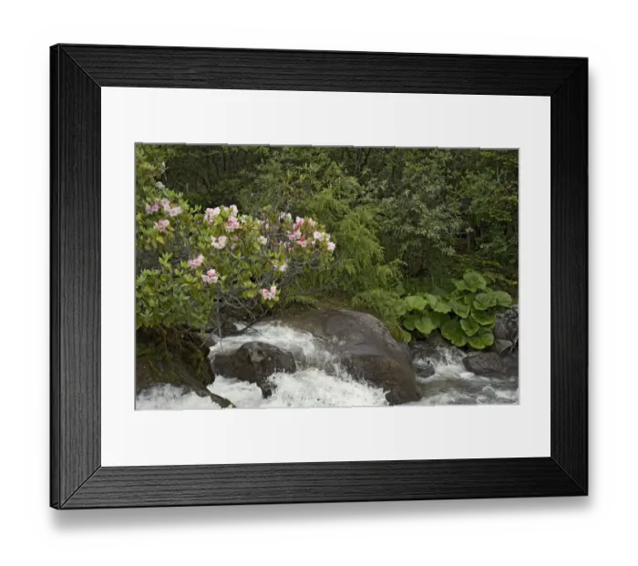Framed Print : Rhododendron (Rhododendron souliei) and Leopard plant (Ligularia sp) on bank of river Framed Print : Rhododendron (Rhododendron souliei) and Leopard plant (Ligularia sp) on bank of river