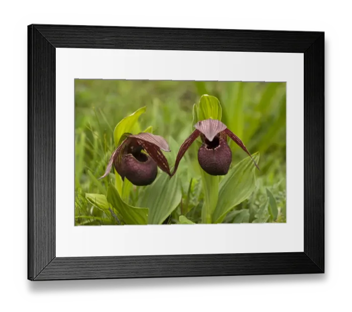 Framed Print : Slipper orchid (Cypripedium tibeticum), two flowers. Balangshan, Wolong, Sichuan Province, China Framed Print : Slipper orchid (Cypripedium tibeticum), two flowers. Balangshan, Wolong, Sichuan Province, China