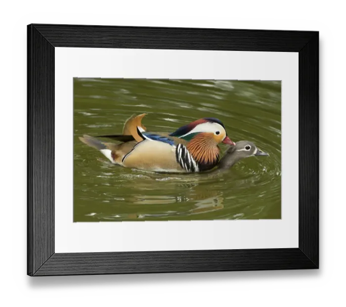 Framed Print : Mandarin duck (Aix galericulata) pair mating on lake. Shanghai Zoo, China Framed Print : Mandarin duck (Aix galericulata) pair mating on lake. Shanghai Zoo, China