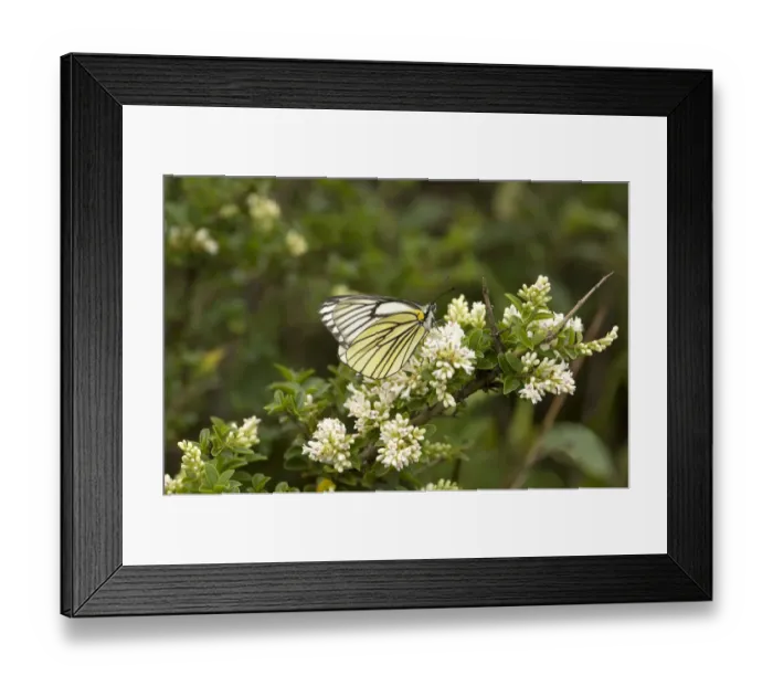 Framed Print : Black veined white butterfly (Aporia hippia) nectaring on flowering shrub. Yuhu, Yunnan, China