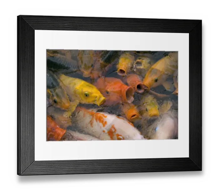 Framed Print : Ornamental koi carp (Cyprinus carpio) group with open mouths at lake surface Framed Print : Ornamental koi carp (Cyprinus carpio) group with open mouths at lake surface
