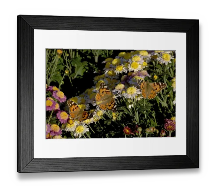 Framed Print : Painted lady butterflies (Vanessa cardui), three nectaring on potted Chrysanthemums Framed Print : Painted lady butterflies (Vanessa cardui), three nectaring on potted Chrysanthemums