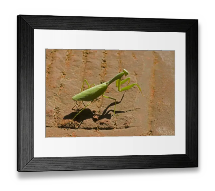 Framed Print : Chinese mantis (Tenodera sp) walking over sandy path