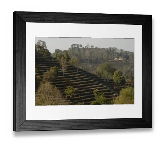 Framed Print : Old tea terraces with scattered shade trees. Near Kunming, Yunnan, China. January 2007 Framed Print : Old tea terraces with scattered shade trees. Near Kunming, Yunnan, China. January 2007