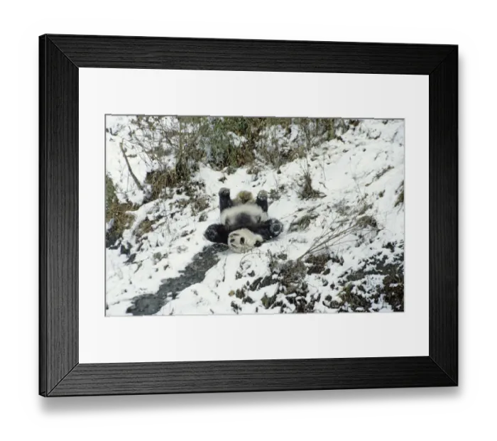 Framed Print : Giant panda (Ailuropoda melanoleuca) sliding down slope on back after losing footing Framed Print : Giant panda (Ailuropoda melanoleuca) sliding down slope on back after losing footing