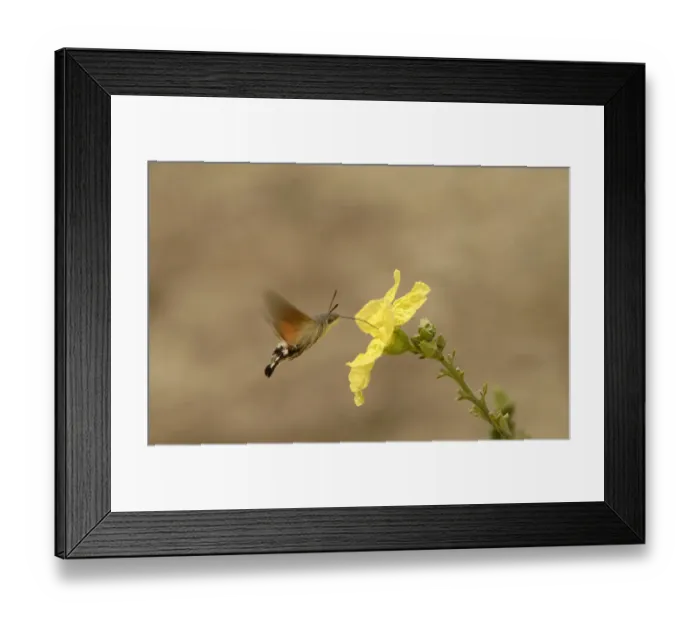 Framed Print : Hummingbird hawk-moth (Macroglossum stellatarum) nectaring on Loofah (Luffa sp) flower Framed Print : Hummingbird hawk-moth (Macroglossum stellatarum) nectaring on Loofah (Luffa sp) flower