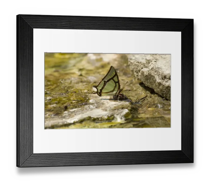 Framed Print : China nawab (Polyura narcaeus) butterfly drinking at thermal seep Framed Print : China nawab (Polyura narcaeus) butterfly drinking at thermal seep