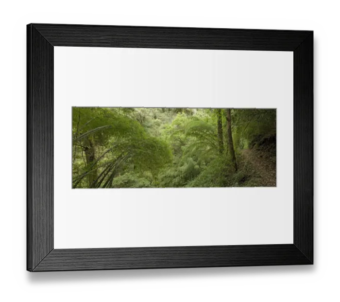 Framed Print : Bamboo growing beside narrow mountain track. Gaoligongshan National Nature Reserve Framed Print : Bamboo growing beside narrow mountain track. Gaoligongshan National Nature Reserve