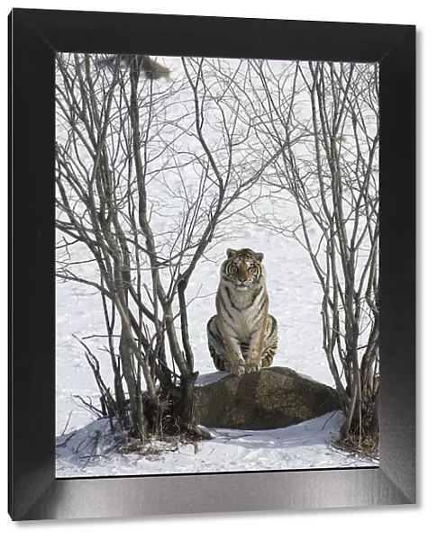 Amur  /  Siberian tiger (Panthera tigris altaica) sitting on rock between trees in winter