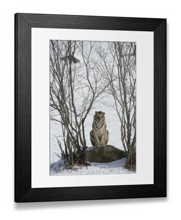 Framed Print : Amur / Siberian tiger (Panthera tigris altaica) sitting on rock between trees in winter Framed Print : Amur / Siberian tiger (Panthera tigris altaica) sitting on rock between trees in winter