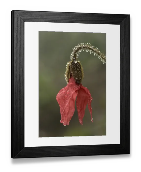 Framed Print : Red poppywort (Meconopsis punicea), raindrops on flower and stem. Medicinal plant in Tibet Framed Print : Red poppywort (Meconopsis punicea), raindrops on flower and stem. Medicinal plant in Tibet