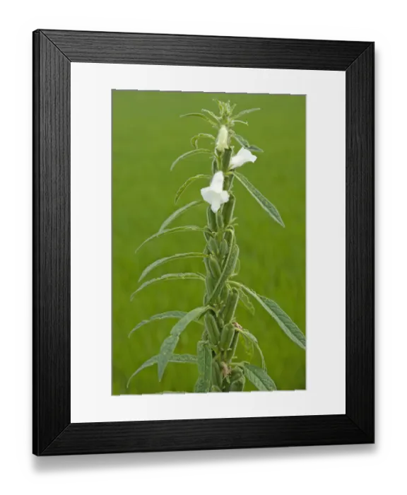 Framed Print : Sesame (Sesamum indicum) flowers and green unripe pods. Sichuan Province, China Framed Print : Sesame (Sesamum indicum) flowers and green unripe pods. Sichuan Province, China