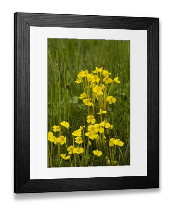 Framed Print : Broomrape (Pedicularis longiflora) in wet meadow amongst Horsetail (Equisetum sp) Framed Print : Broomrape (Pedicularis longiflora) in wet meadow amongst Horsetail (Equisetum sp)