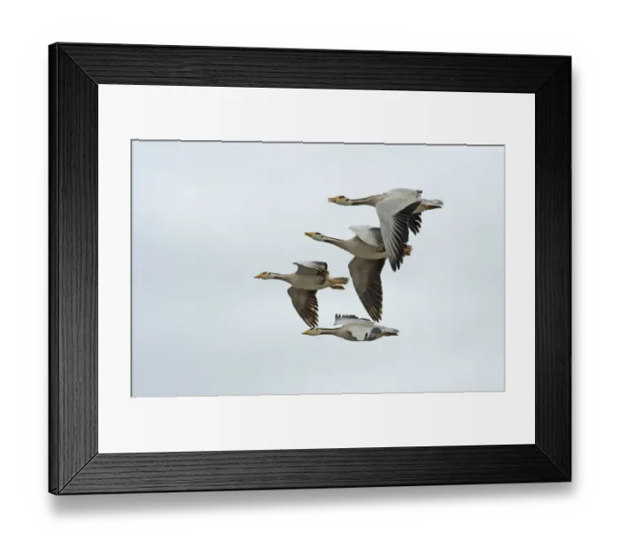 Framed Print : Bar headed geese (Anser indicus), four in flight, one calling. Coming in to land at breeding site Framed Print : Bar headed geese (Anser indicus), four in flight, one calling. Coming in to land at breeding site