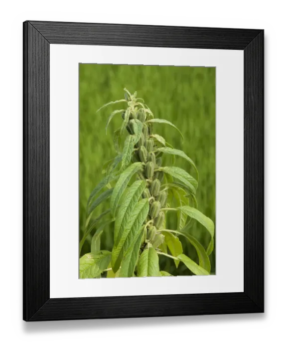 Framed Print : Sesame (Sesamum indicum), green unripe pods. Sichuan Province, China Framed Print : Sesame (Sesamum indicum), green unripe pods. Sichuan Province, China