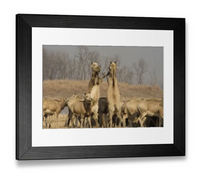 Framed Print : Pere Davids deer (Elaphurus davidianus) two stags boxing amongst herd of hinds Framed Print : Pere Davids deer (Elaphurus davidianus) two stags boxing amongst herd of hinds