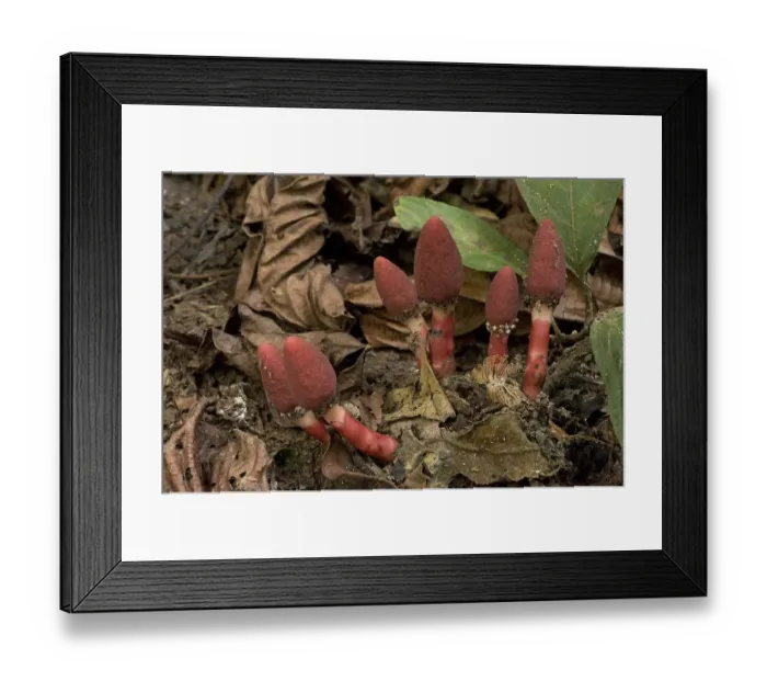 Framed Print : Red mucronata (Balanophora harlandii), a parasite on woody roots with flowers resembling fungi Framed Print : Red mucronata (Balanophora harlandii), a parasite on woody roots with flowers resembling fungi