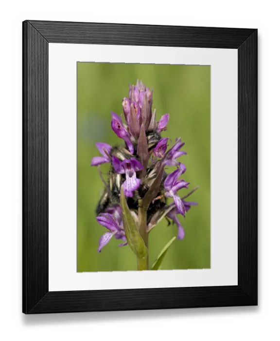 Framed Print : Scarab beetles sleeping overnight in Persian marsh orchid (Dactylorhiza umbrosa). Turkey Framed Print : Scarab beetles sleeping overnight in Persian marsh orchid (Dactylorhiza umbrosa). Turkey