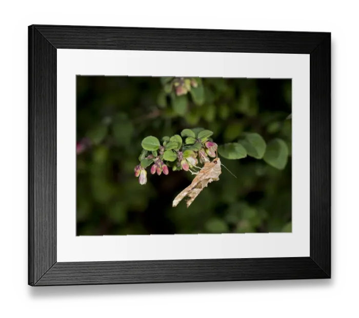 Framed Print : Angle shades moth (Phlogophora meticulosa) nectaring on Snowberry (Symphoricarpos Framed Print : Angle shades moth (Phlogophora meticulosa) nectaring on Snowberry (Symphoricarpos