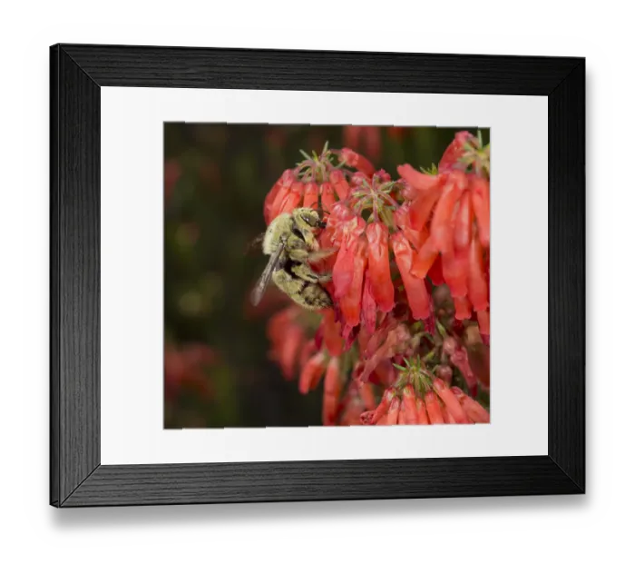 Framed Print : Carpenter bee (Xylocopa caffra) male robbing nectar from Ninepin heath (Erica mammosa) Framed Print : Carpenter bee (Xylocopa caffra) male robbing nectar from Ninepin heath (Erica mammosa)