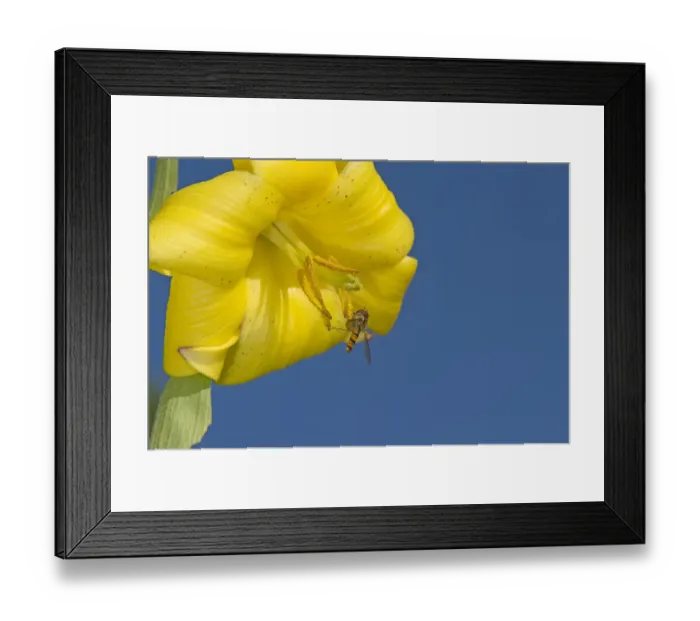 Framed Print : Marmalade hoverfly (Episyrphus balteatus) feeding on Caucasian lily (Lilium monadelphum) pollen Framed Print : Marmalade hoverfly (Episyrphus balteatus) feeding on Caucasian lily (Lilium monadelphum) pollen
