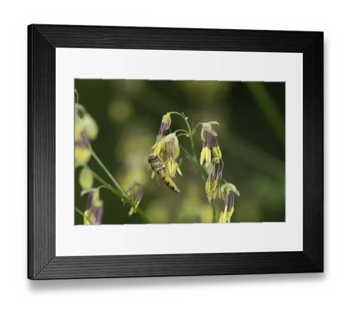 Framed Print : Marmalade hoverfly (Episyrphus balteatus) feeds Meadow rue (Thalictrum sp) pollen Framed Print : Marmalade hoverfly (Episyrphus balteatus) feeds Meadow rue (Thalictrum sp) pollen