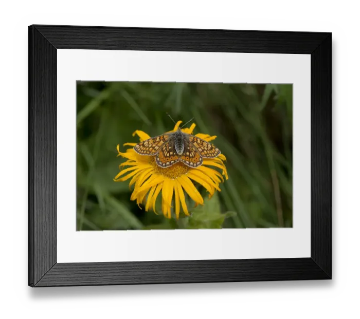 Framed Print : Marsh fritillary (Euphydryas aurinia) resting on Caucasian inula (Inula orientalis) Framed Print : Marsh fritillary (Euphydryas aurinia) resting on Caucasian inula (Inula orientalis)