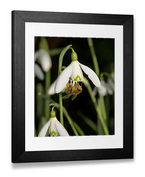 Framed Print : Honeybee (Apis mellifera) with full pollen baskets and pollen on head, thorax and abdomen Framed Print : Honeybee (Apis mellifera) with full pollen baskets and pollen on head, thorax and abdomen
