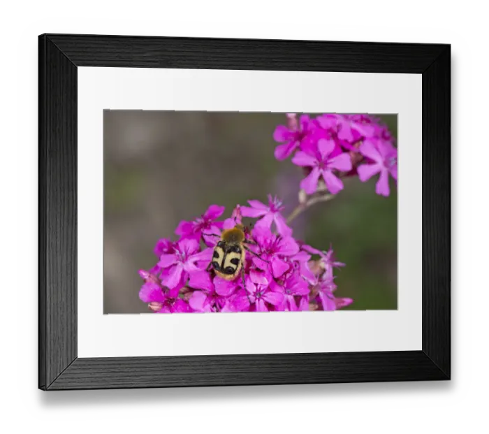 Framed Print : Bee beetle (Trichius fasciatus), a bee mimic, nectaring on Umbel-flowered catchfly Framed Print : Bee beetle (Trichius fasciatus), a bee mimic, nectaring on Umbel-flowered catchfly