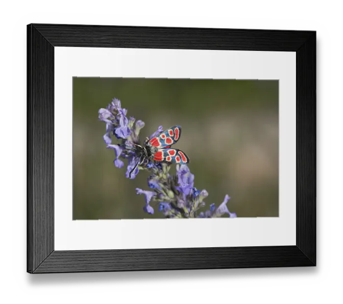 Framed Print : White-collar burnet moth (Zygaena carniolica) nectaring on Catnip (Nepeta nuda). Greece Framed Print : White-collar burnet moth (Zygaena carniolica) nectaring on Catnip (Nepeta nuda). Greece