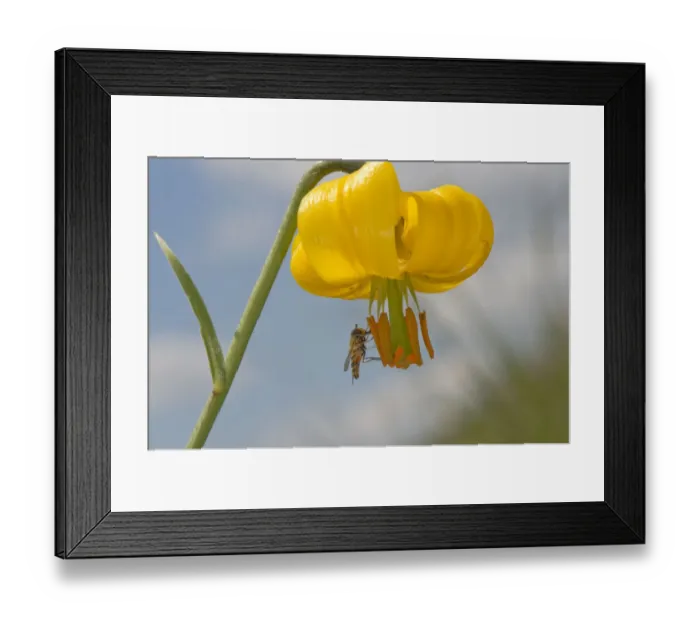 Framed Print : Marmalade hoverfly (Episyrphus balteatus) feeding on Golden apple (Lilium carniolicum) pollen Framed Print : Marmalade hoverfly (Episyrphus balteatus) feeding on Golden apple (Lilium carniolicum) pollen