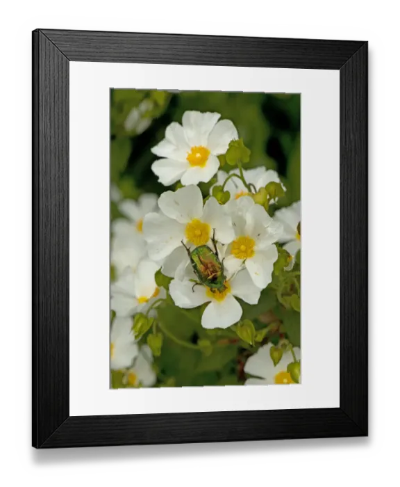 Framed Print : Rose chafer (Cetonia aurata) feeding on Rock rose (Cistus x hybridus) pollen