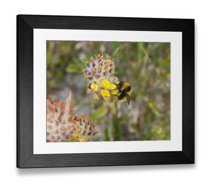 Framed Print : Great yellow bumblebee (Bombus distinguendus) nectaring on Kidney vetch (Anthyllis vulneraria) Framed Print : Great yellow bumblebee (Bombus distinguendus) nectaring on Kidney vetch (Anthyllis vulneraria)
