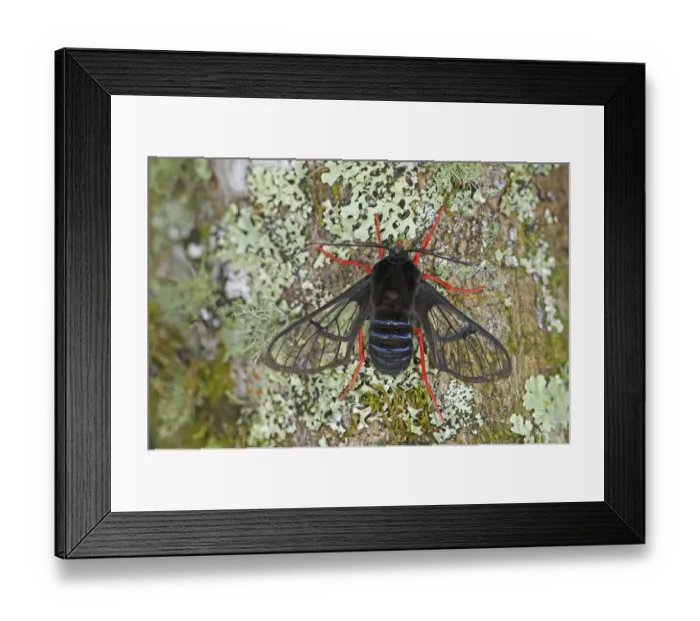 Framed Print : Red-legged bumble-moth (Homoeocera gigantea) on Lichen covered tree trunk. Costa Rica Framed Print : Red-legged bumble-moth (Homoeocera gigantea) on Lichen covered tree trunk. Costa Rica