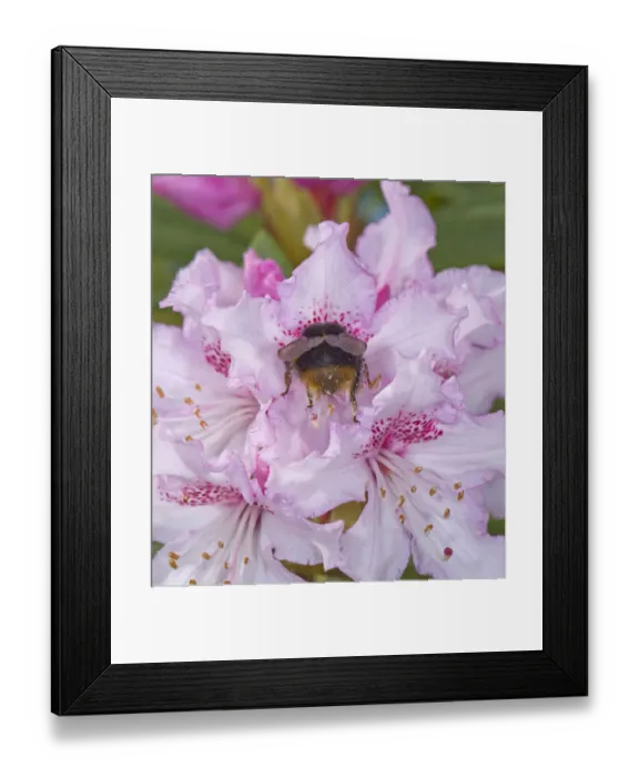 Framed Print : Buff tailed bumblebee (Bombus terrestris) queen nectaring on Rhododendron (Rhododendron sp) Framed Print : Buff tailed bumblebee (Bombus terrestris) queen nectaring on Rhododendron (Rhododendron sp)