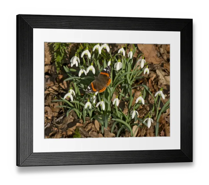 Framed Print : Red admiral (Vanessa atalanta) basking in sun, on Snowdrops (Galanthus nivalis). In garden