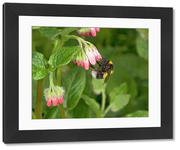 Garden bumblebee (Bombus hortorum) queen nectaring on Comfrey (Symphytum Hidcote