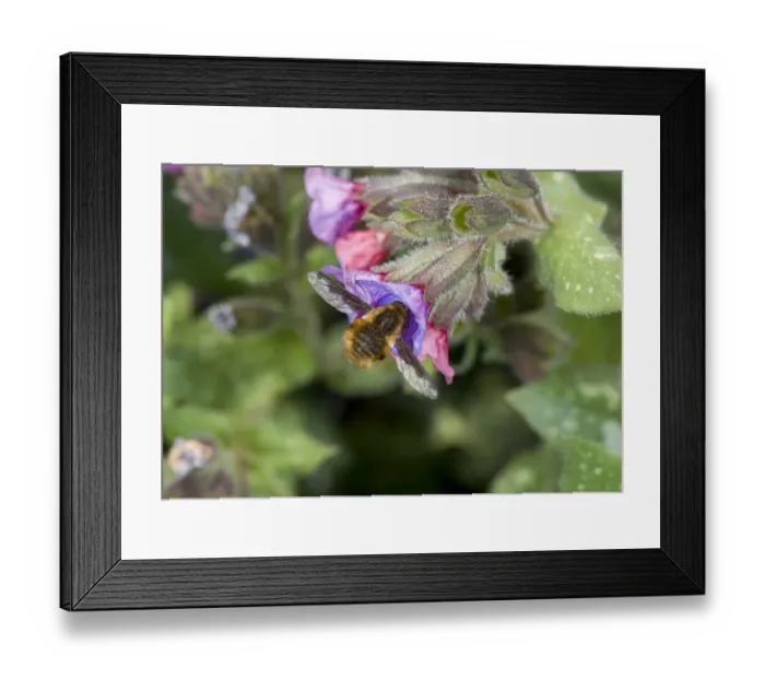 Framed Print : Large bee-fly (Bombylius major) nectaring on Lungwort (Pulmonaria sp). In garden, Surrey Framed Print : Large bee-fly (Bombylius major) nectaring on Lungwort (Pulmonaria sp). In garden, Surrey