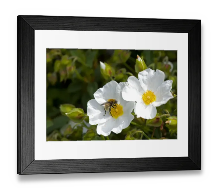 Framed Print : Narcissus fly (Merodon equestris) male nectaring on Rock rose (Cistus x hybridus) in garden