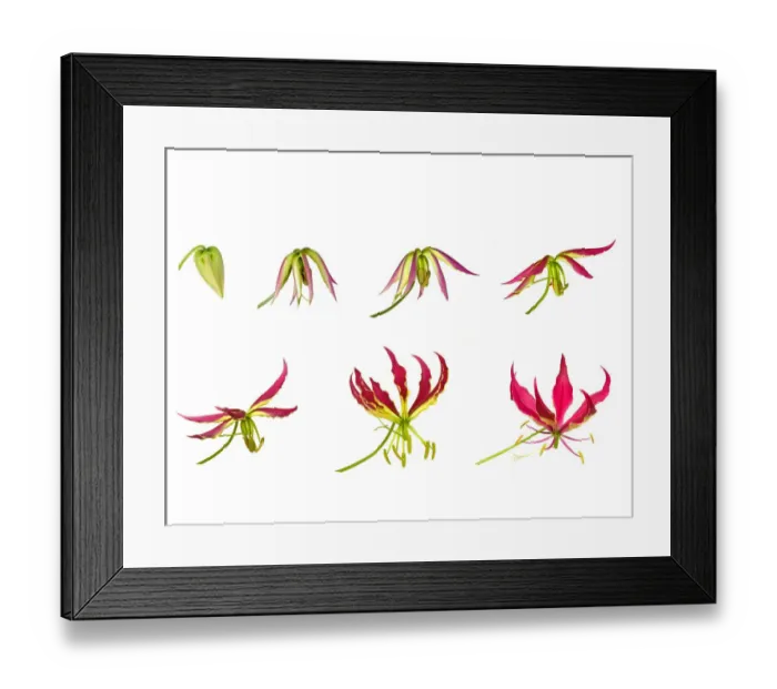 Framed Print : Flame lily (Gloriosa superba), timelapse sequence from opening bud to flowering, tepals Framed Print : Flame lily (Gloriosa superba), timelapse sequence from opening bud to flowering, tepals