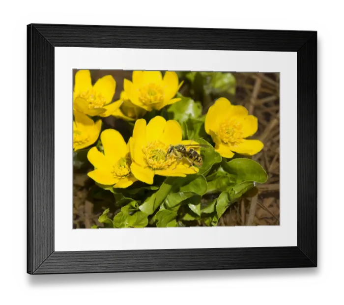 Framed Print : Wasp nectaring on Marsh marigold (Caltha palustris), picking up pollen on head, thorax Framed Print : Wasp nectaring on Marsh marigold (Caltha palustris), picking up pollen on head, thorax