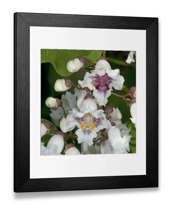 Framed Print : Southern catalpa (Catalpa bignonioides) flowers. Recently opened with yellow nectar guides Framed Print : Southern catalpa (Catalpa bignonioides) flowers. Recently opened with yellow nectar guides