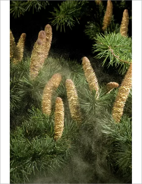 Cedar (Cedrus sp), male catkins releasing pollen. Surrey England, UK