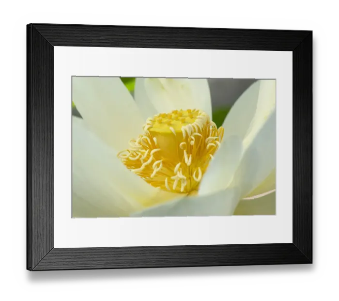 Framed Print : Sacred lotus (Nelumbo nucifera) in visible light. Cultivated in glasshouse, Surrey, England, UK Framed Print : Sacred lotus (Nelumbo nucifera) in visible light. Cultivated in glasshouse, Surrey, England, UK