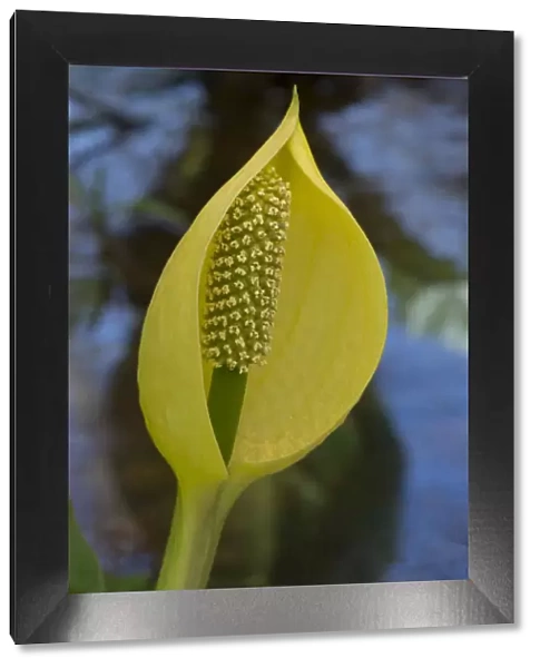 Skunk cabbage (Lysichiton americanus) in visible light. In cultivation, Surrey, England, UK