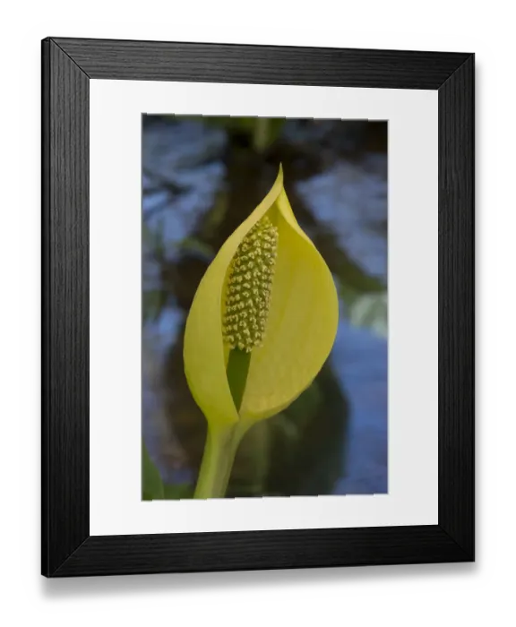 Framed Print : Skunk cabbage (Lysichiton americanus) in visible light. In cultivation, Surrey, England, UK Framed Print : Skunk cabbage (Lysichiton americanus) in visible light. In cultivation, Surrey, England, UK